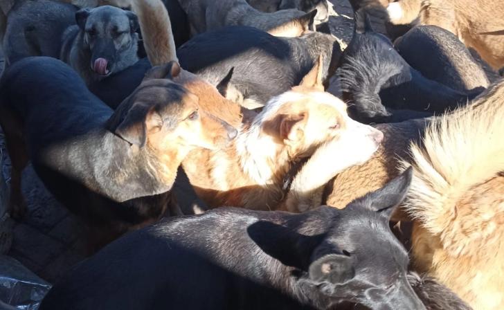 Куряне собирают корм для животных из Белгородской области