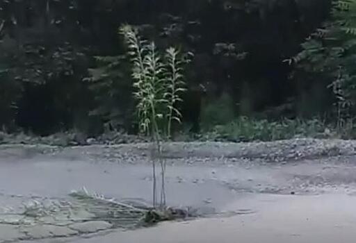 В Приморье на дороге «вырос» куст полыни