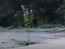 В Приморье на дороге «вырос» куст полыни