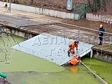 Спасатели в Москве вытащили упавшую в водоем собаку