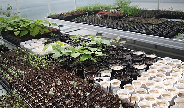 В Волгоградской области создана теплица нового поколения