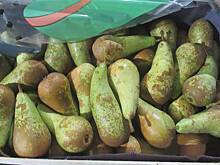 Таможенники пресекли попытку вывоза контрабандой свыше 44 тонн груш в Россию