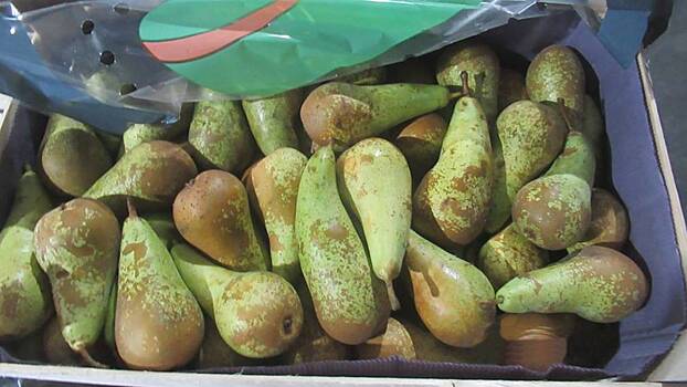 Таможенники пресекли попытку вывоза контрабандой свыше 44 тонн груш в Россию
