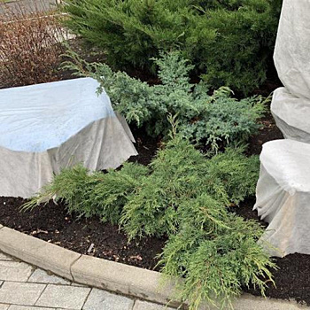 Как правильно укрывать хвойные на зиму: три полезных совета