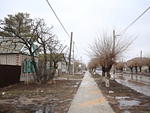 В пяти населенных пунктах Волгоградской области ввели карантин по бешенству
