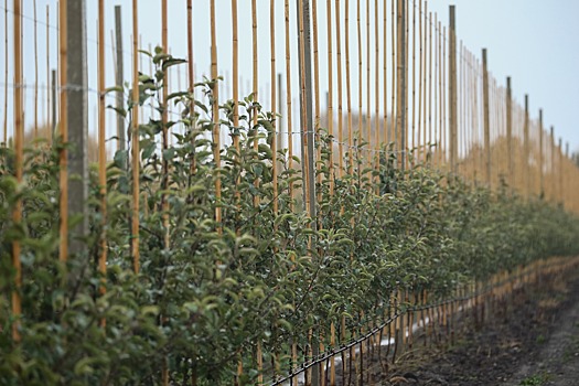 На Ставрополье заложили яблоневый сад площадью 51 гектар
