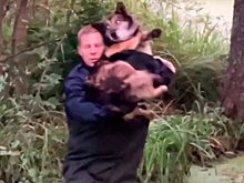 Спасатели освободили окруженную болотом собаку в Талдомском округе