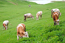 В Госдуме обсудили возможность поставки в лизинг молочного скота