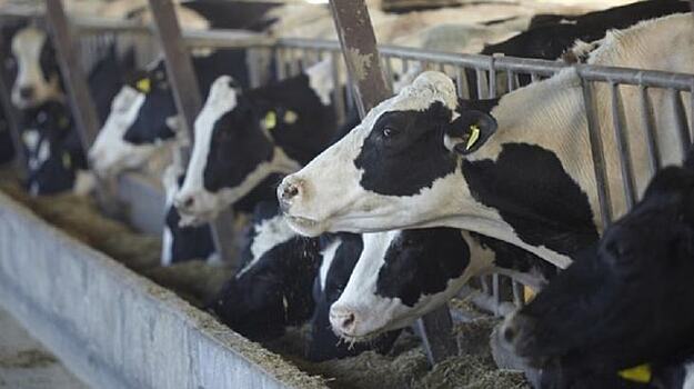 Корова-рекордистка в Татарстане принесла 10 телят, произвела 90 тонн молока и почти 2 млн рублей выручки