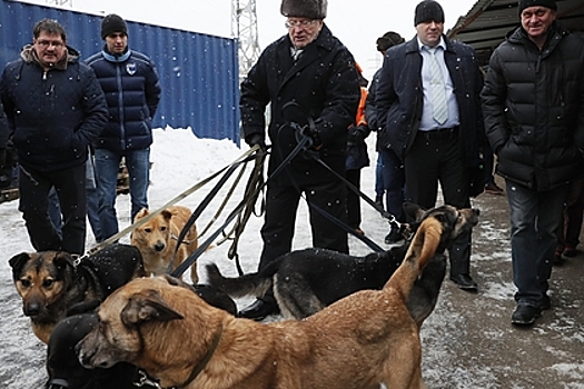 Жириновский призвал ужесточить правила содержания домашних животных