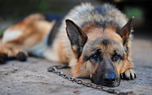 Начальник СИЗО-2 в Черняховске не соблюдал условия содержания служебных собак