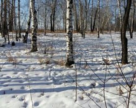 Владелец дальневосточного гектара в ЕАО выплатит штраф за вырубку деревьев