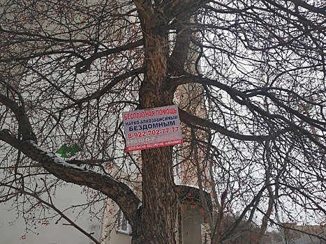 Челябинцы просят Наталью Котову убрать рекламу с деревьев