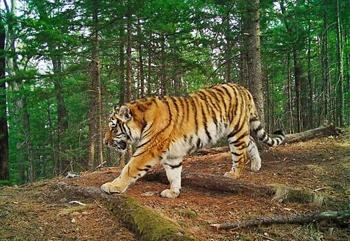 Перед судом предстанет житель Приморского края, застреливший амурского тигра