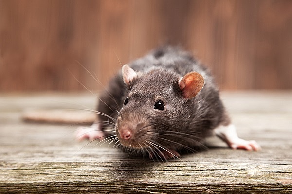 Гигантские крысы устроили нашествие и чуть не съели собаку