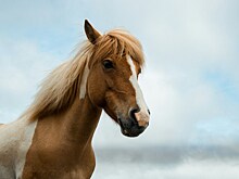 Проданный конь вернулся к любимому хозяину спустя год в Ингушетии