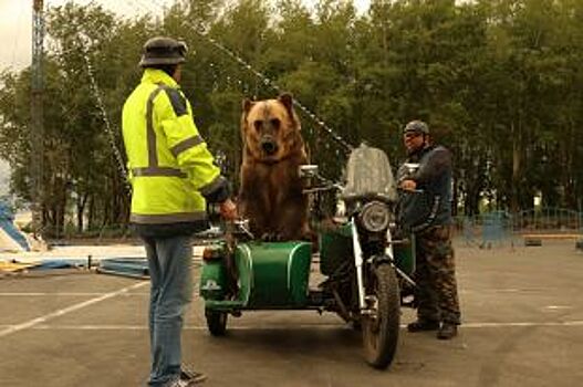 Архангельский медведь на мотоцикле развеселил американцев