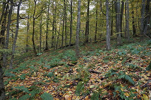 Биоразнообразие под защитой: в Северной Осетии новые правила лесопользования