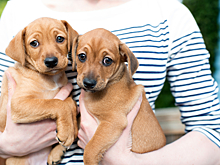 Российские звёзды, которые подарили семью бездомным животным