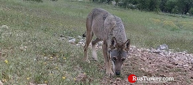 В Анталье участились случаи нападения волков
