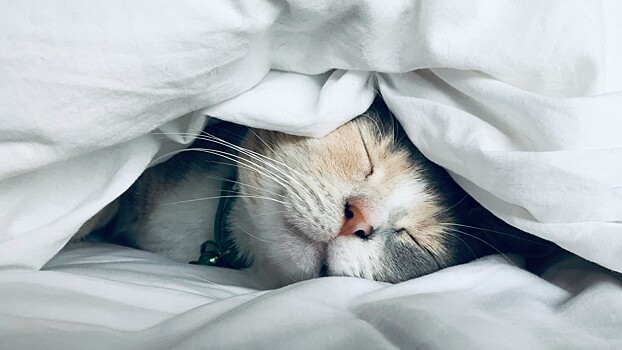 На что влияет хороший сон