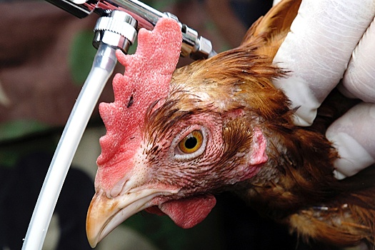 Глава Россельхознадзора оценил риски дефицита вакцин для курицы