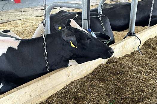 Строительство агробиотехнопарка «ГенБиоТех» призвано  увеличить надои молока в Татарстане