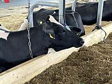 Строительство агробиотехнопарка «ГенБиоТех» призвано  увеличить надои молока в Татарстане