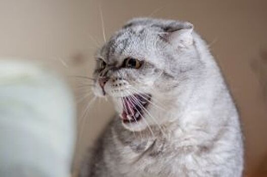 В Белгородском районе обнаружили домашнего кота, больного бешенством