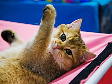 В выставочном центре «Сокольники» вновь представили кошек