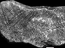 В моравской пещере нашли гравюры возрастом 15 тысяч лет