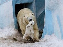 Соцсети шокировало видео с изможденным белым медведем в Арктике