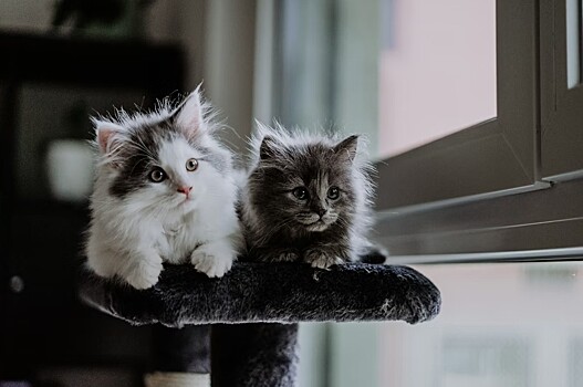 Почему котята из одного помета иногда не похожи друг на друга?