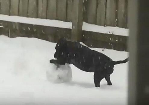 Пёс сходил по нужде и заодно слепил снежный ком во дворе своего хозяина