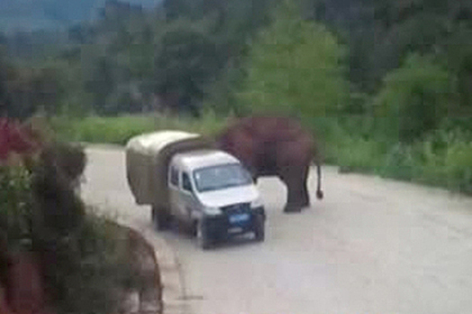 Дикий слон атаковал туристический автобус