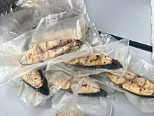 Три килограмма мяса медуз обнаружили таможенники в багаже пассажира из Ханоя