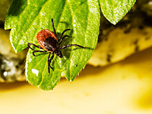 В Москве наблюдается пик активности клещей на природных территориях