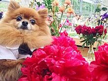 Скромные пионы и бородатые ирисы радуют москвичей в Ботаническом саду МГУ