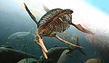 Копия найденного в Дагестане скелета ихтиозавра передана в республиканский музей