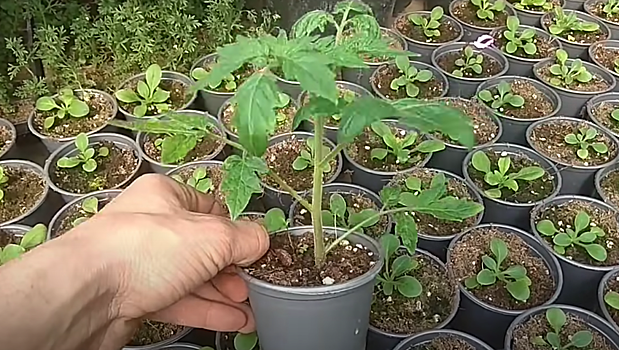 Дачникам дали совет по выращиванию крепкой рассады томатов