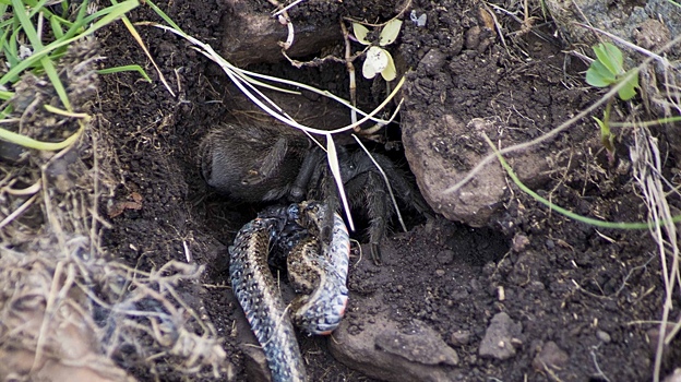 Тарантул убил и съел огромную змею