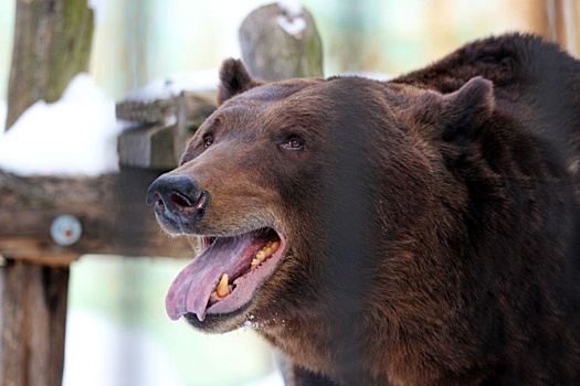 В нижегородском зоопарке проснулись медведи Ляля и Балу