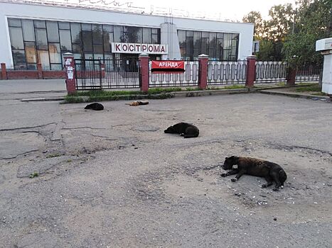 Спящие собаки напомнили костромичам о бедах города