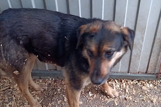 Отлов бездомных собак произведут в четырёх поселениях района