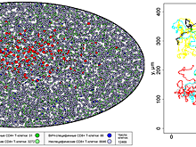Математики рассчитали, сколько иммунных клеток останавливают развитие ВИЧ