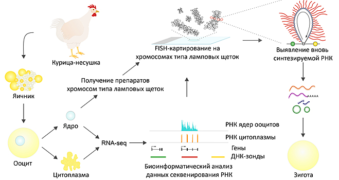 «Ламповые щетки» наработали более 13 тысяч вариантов РНК для развития зародыша курицы