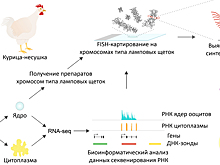 «Ламповые щетки» наработали более 13 тысяч вариантов РНК для развития зародыша курицы