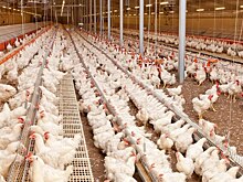 Семейную птицеферму из Рассказовского округа отметили знаком «Тамбовская марка»