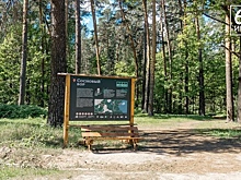 Туристы пожаловались на отсутствие общественных туалетов в Солотче под Рязанью