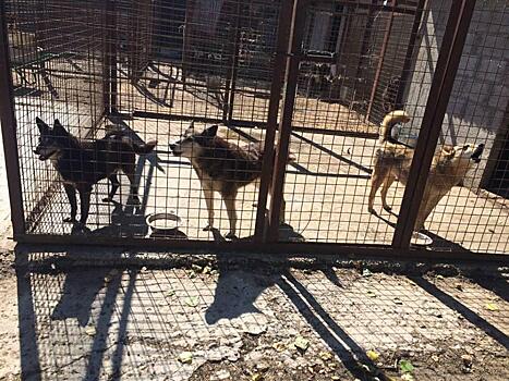 Жители района Аэропорт оказали помощь приюту для животных